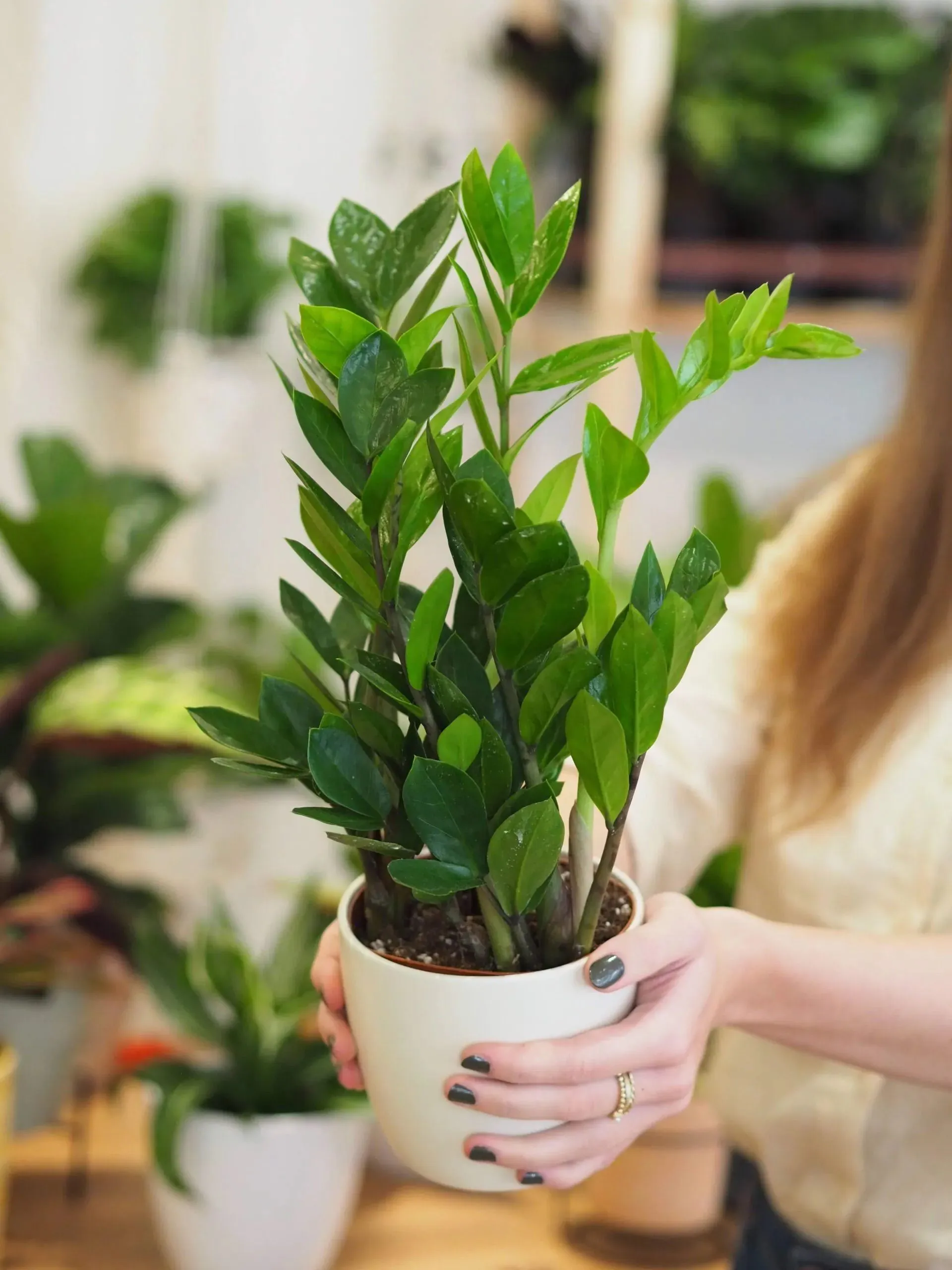 Zamioculcas