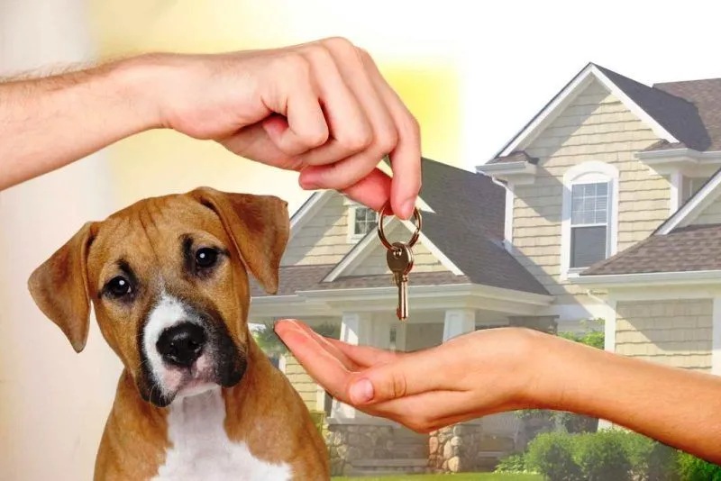 Skúsili by ste house sitting na vlastnej koži?