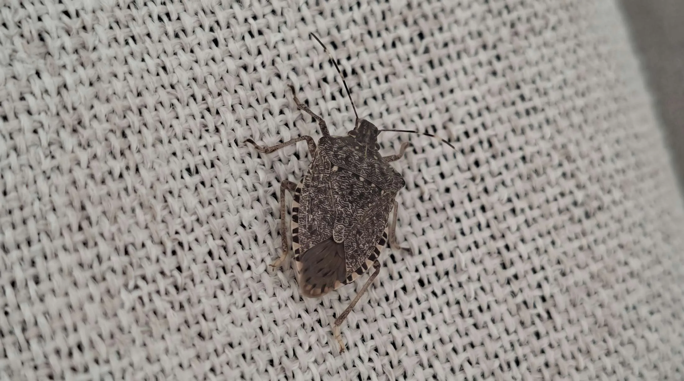 Detailný makro záber na hnedú bzdochu mramorovanú loziacu po svetlej tkanine s hrubou štruktúrou výpletu.