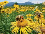 Hľadáme pozemok pri Pezinku pre chov včiel