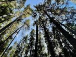Les v osobnom výlučnom vlastníctve - Ľubica, Kežmarok