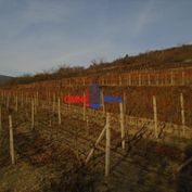Obrábaný vinohrad Svätý Jur, smerom na Bratislavu, lokalita na Hrúšťová - 671 m2