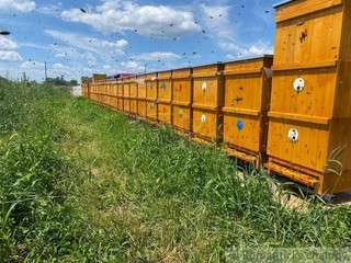 Jedinečná ponuka! 150 včelích úľov s rodinami v prírodnej rezervácií s pozemkom a domom na polosamot