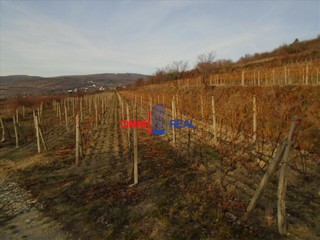 Obrábaný vinohrad Svätý Jur, smerom na Bratislavu, lokalita Motyčky - 770 m2