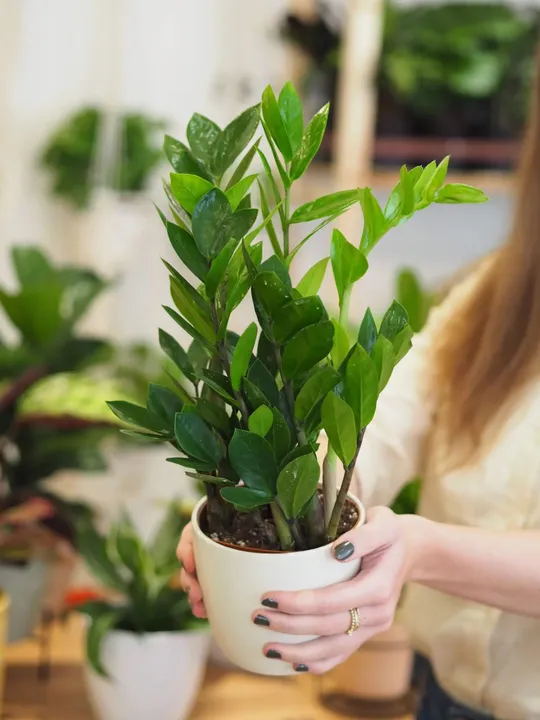Zamioculcas