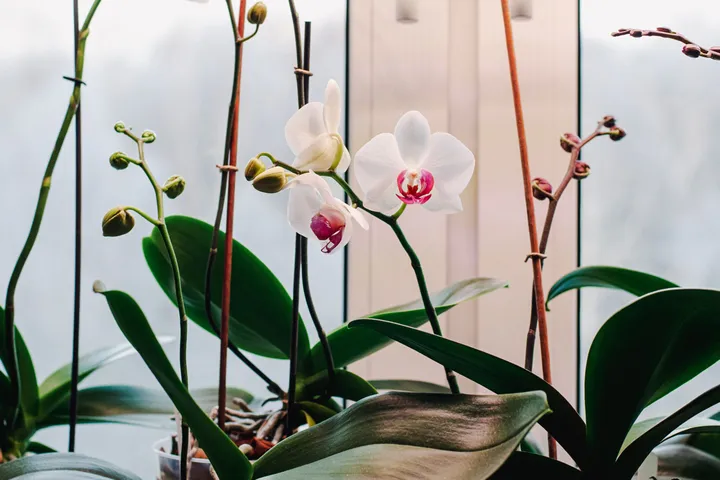 Ako správne polievať orchideu?