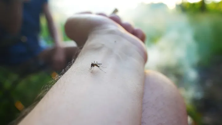 Viete, ako sa zbaviť komárov na terase?