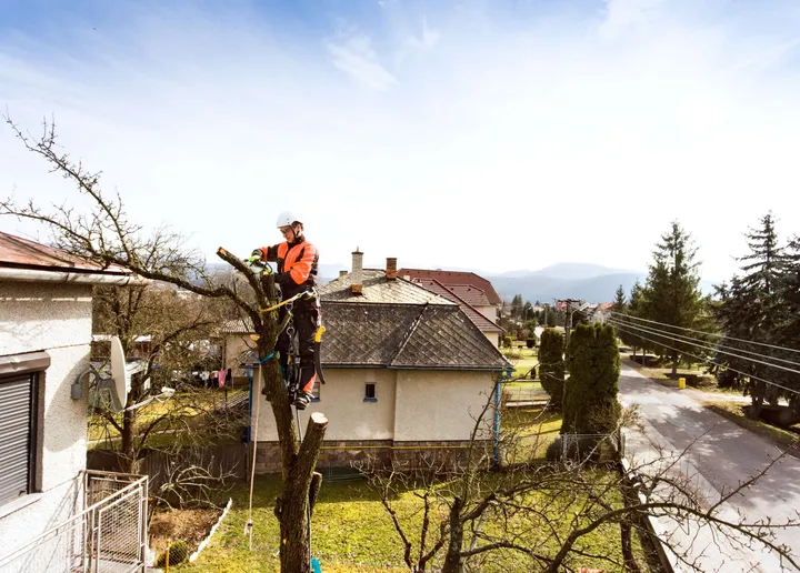 Na svojom pozemku si nemôžete vyrúbať hocijaký strom.